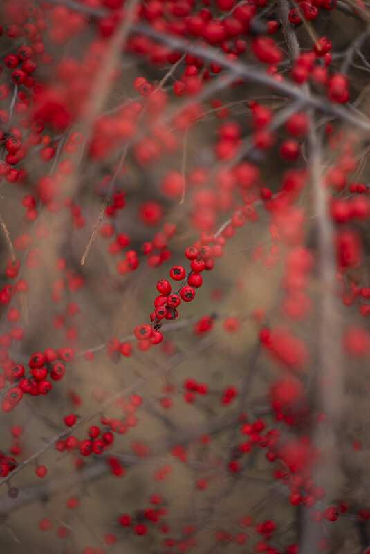 *** - Яна Горбунова *** - Яна Горбунова