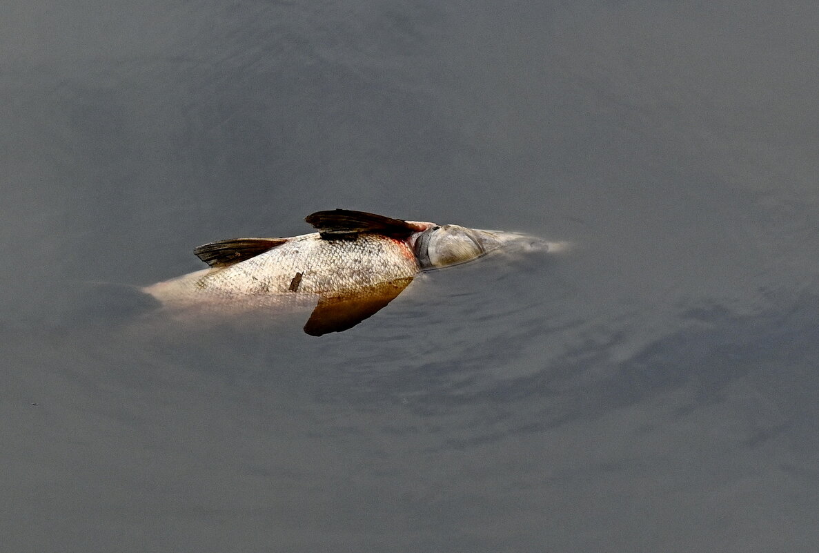 Пропала в озере рыба... - Николай Саржанов Пропала в озере рыба... - Николай Саржанов
