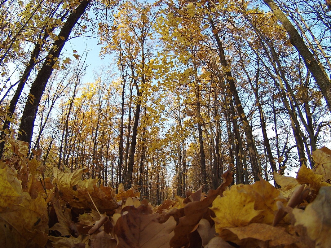 Осень - Prizrak 777