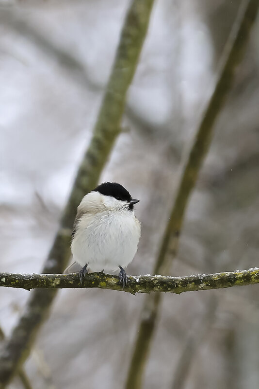 буроголовая гаичка (пухляк) - Валерий Черняк буроголовая гаичка (пухляк) - Валерий Черняк