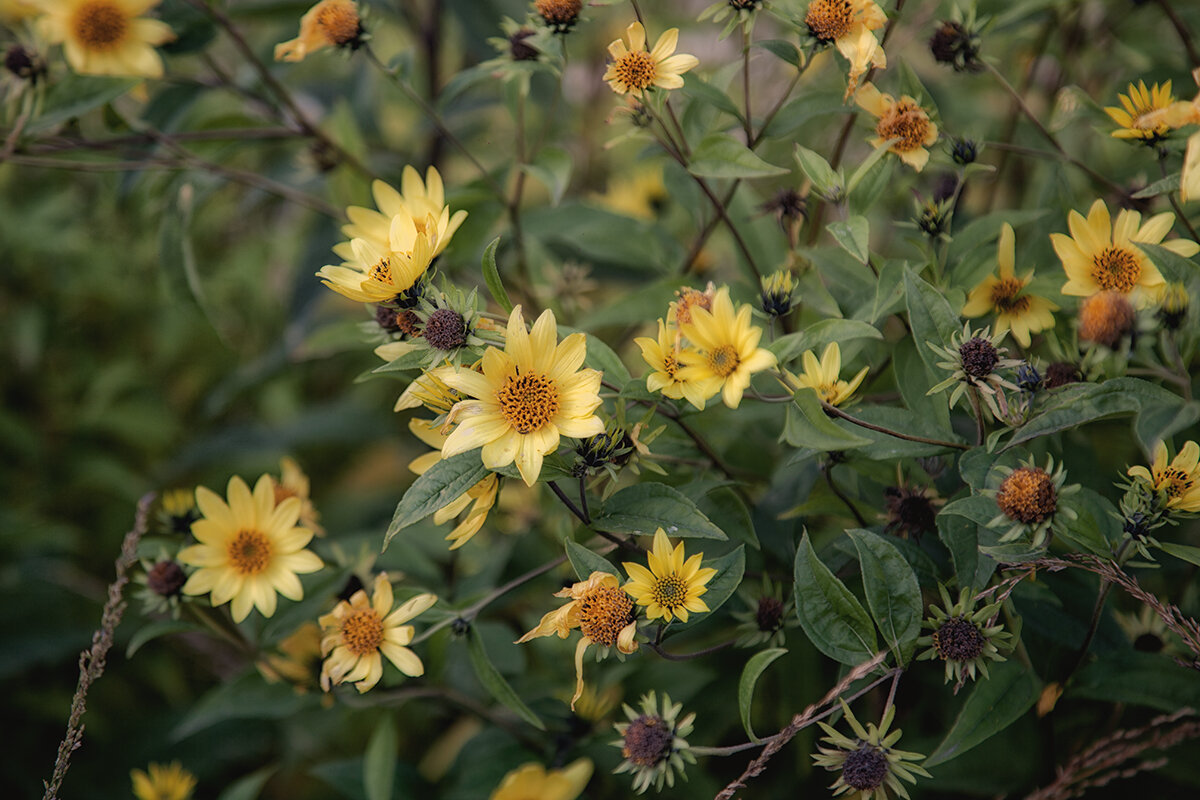 Осенние цветы. - Лилия *