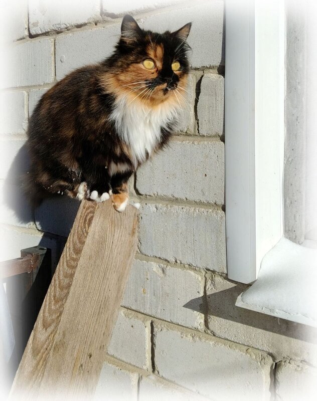 Трёхцветная кошечка - Елена Сухорученкова