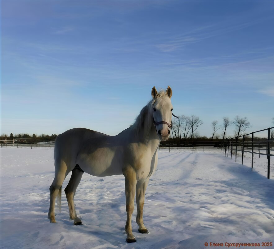 Лошадка соеди снежного серебра - Елена Сухорученкова