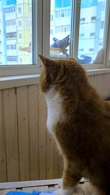 Вышла на охоту... - Андрей К Вышла на охоту... - Андрей К