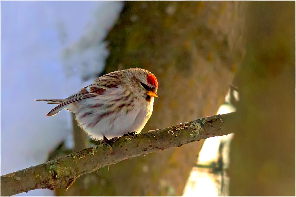 Чечётка обыкновенная - Валентин Котляров