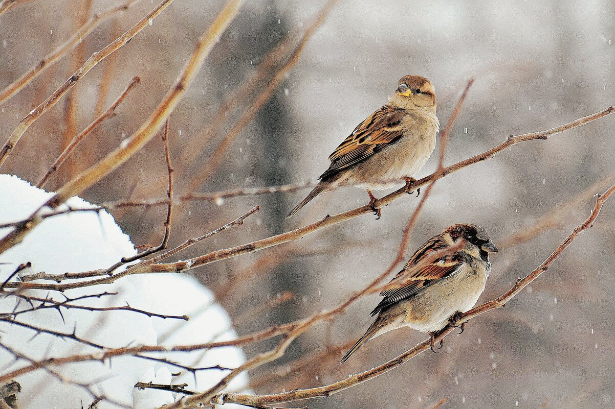 Дрожат воробышки. - Татьяна Помогалова