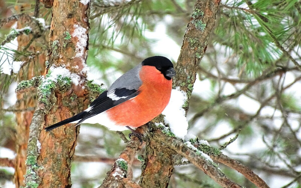 Картинка зимнего леса со снегирём. - Милешкин Владимир Алексеевич Картинка зимнего леса со снегирём. - Милешкин Владимир Алексеевич