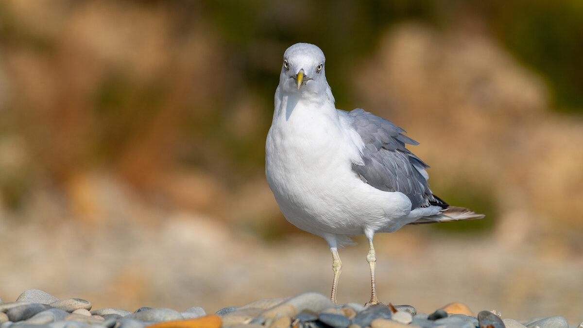 На морском берегу. Чайка. Фотосессия - Владимир Лазарев