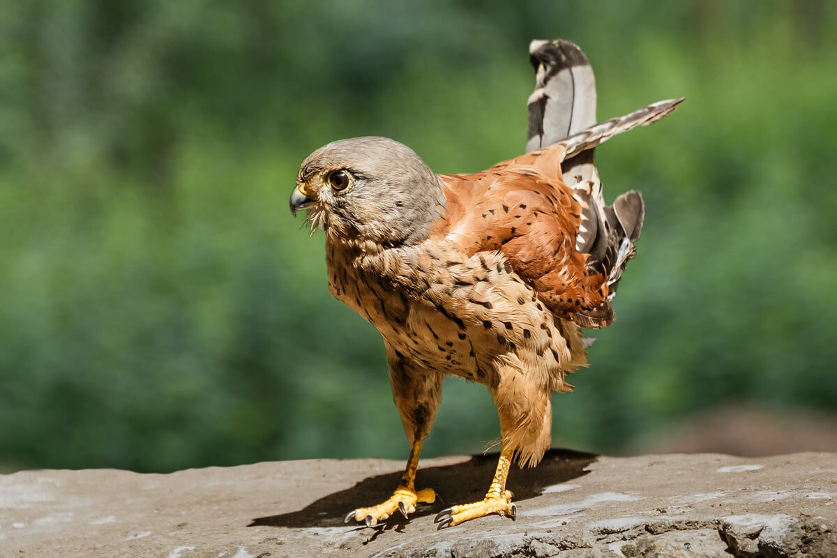 Пустельга - SanSan 