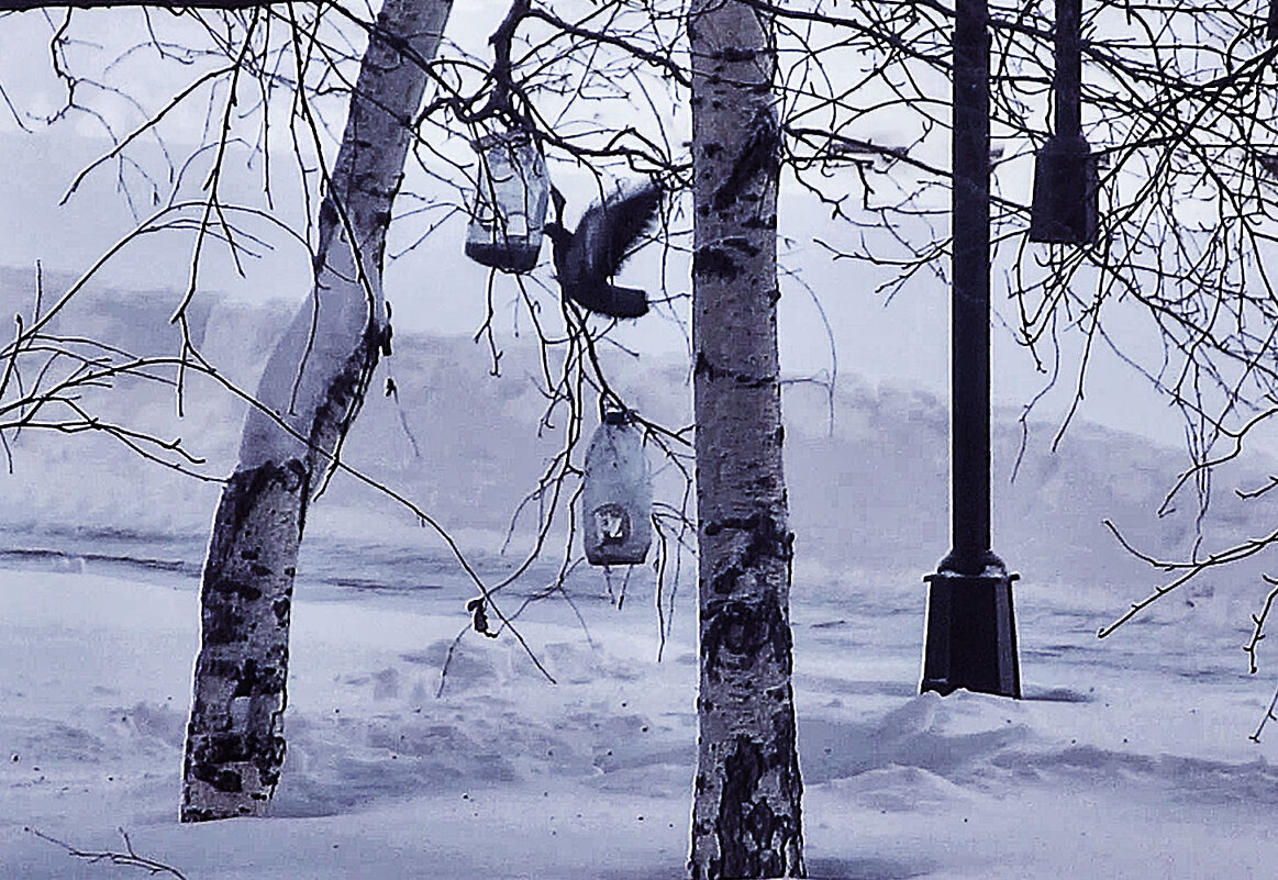 Февраль...Голубь-виртуоз! - Владимир 