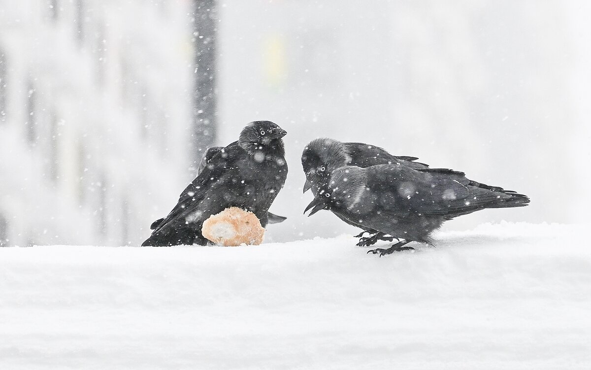 Добыча. Где-то спёрла и хвалится перед подругами :) - Валерий Иванович