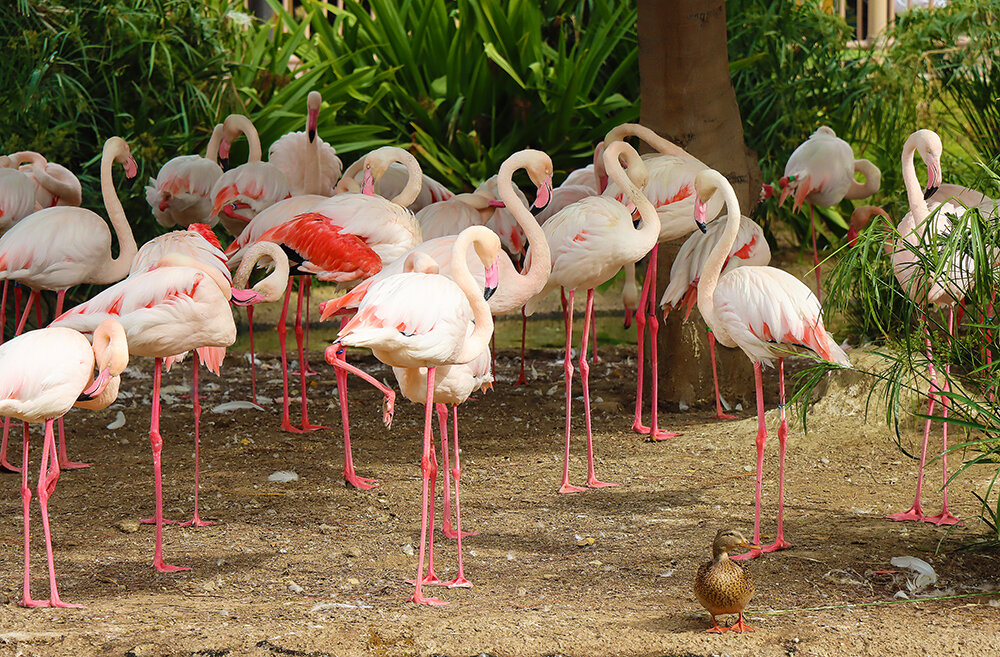 Фламинго и уточка - Галина Ильясова