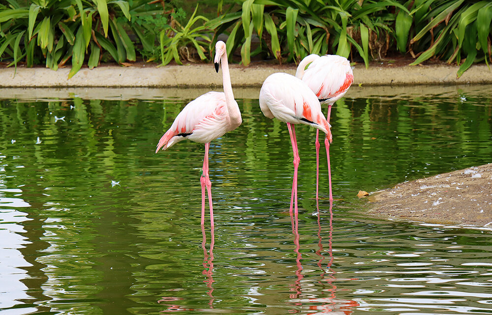 Изящество... - Галина Ильясова