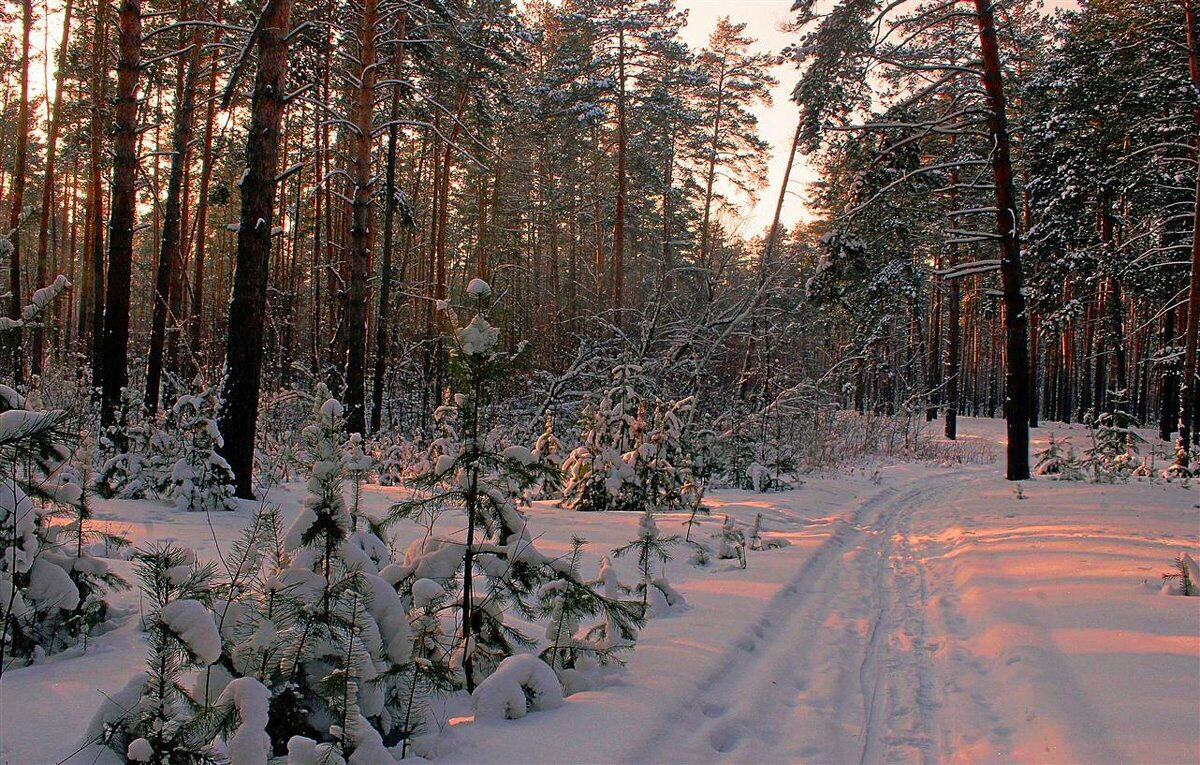 Островок зимнего леса - елена беликова
