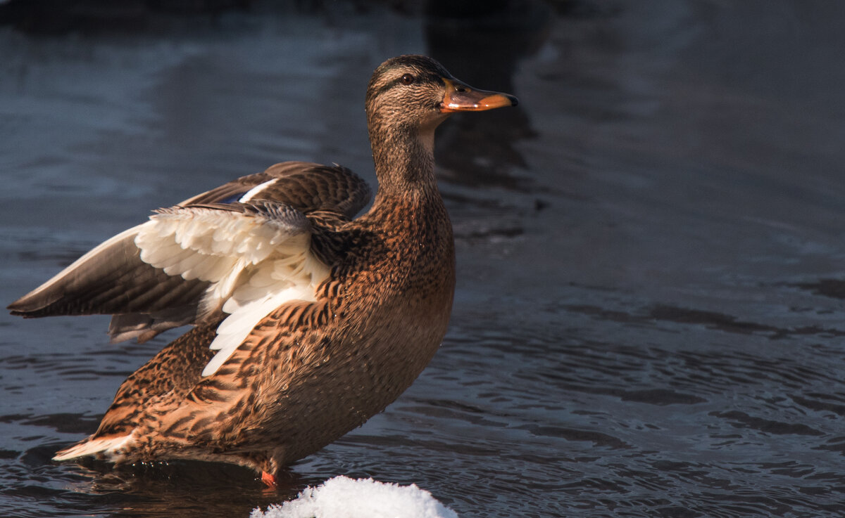 * - Владимир Безбородов
