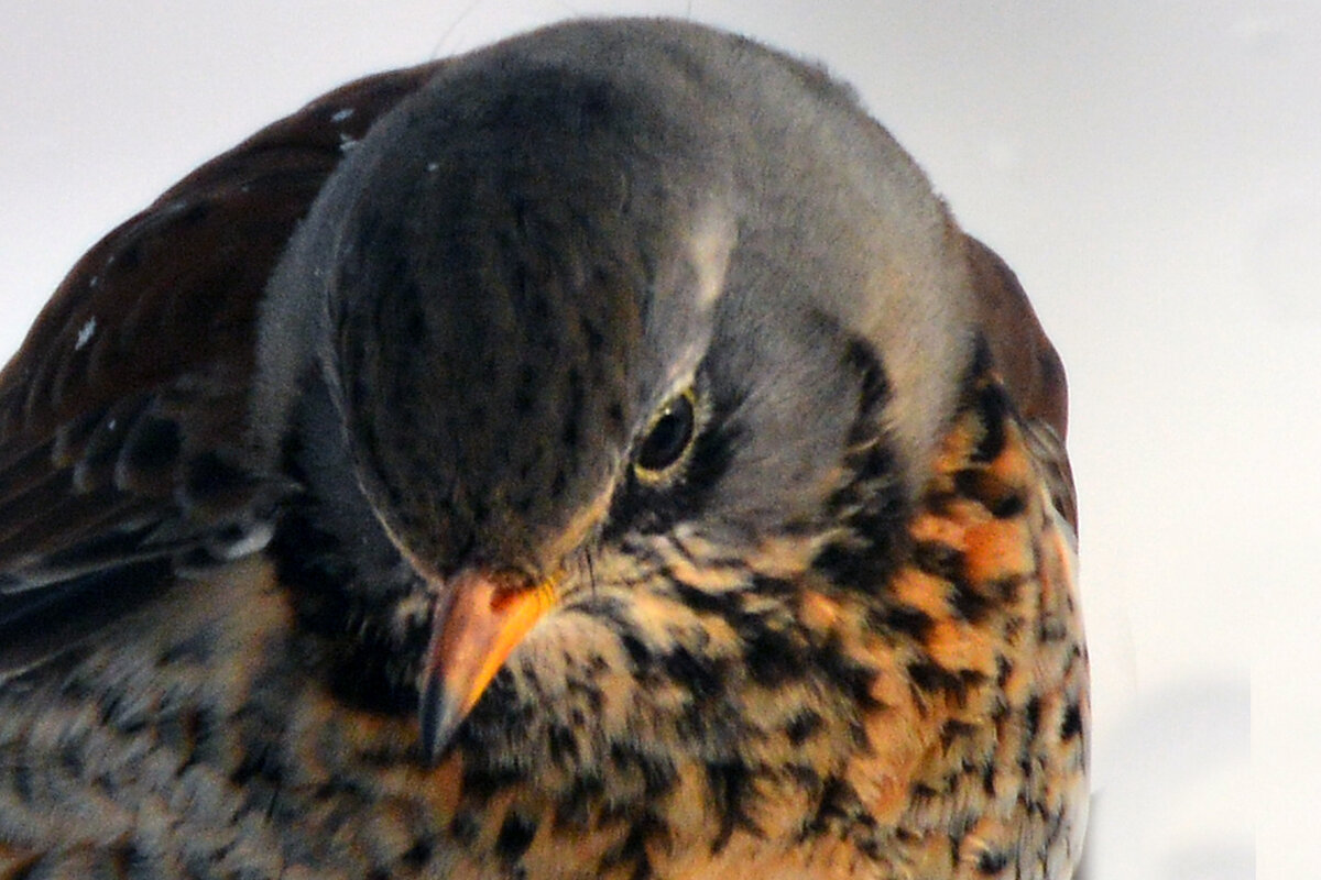 очень серьёзный - леонид логинов очень серьёзный - леонид логинов