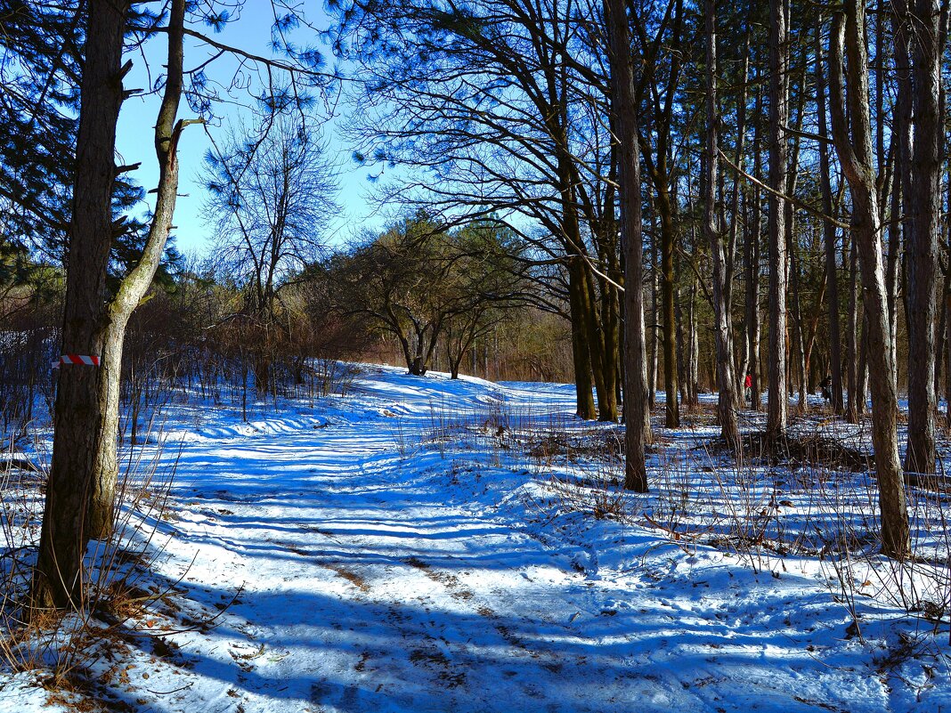 Ростов-на-Дону. Зимняя дорога Соснового бора у кургана Тихая Сопка. - Пётр Чернега