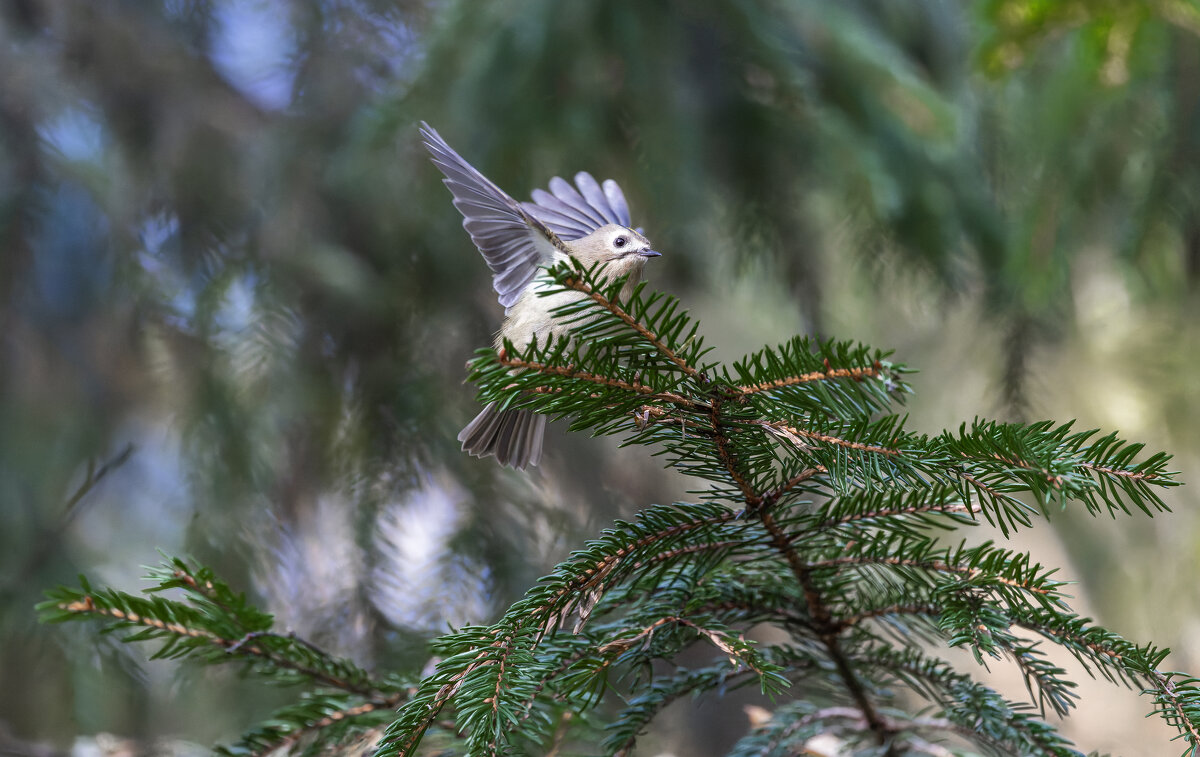 желтоголовый королек. - юрий макаров