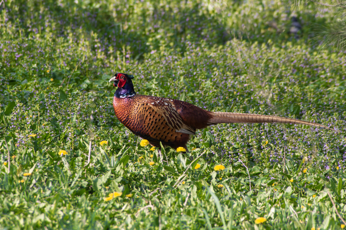Фазан. - Александр. AVG100 ---