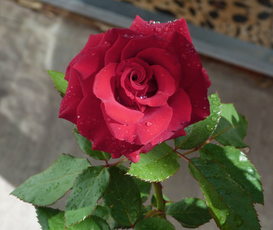 Алая роза - Валентин Семчишин Алая роза - Валентин Семчишин