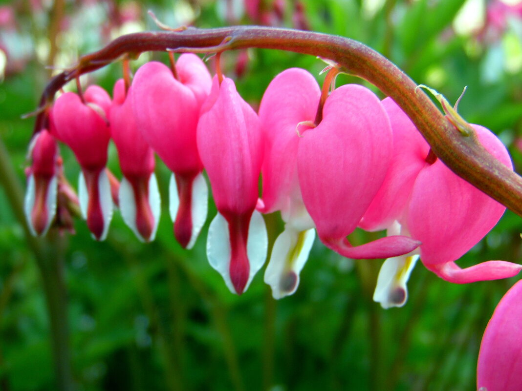 Разбитое сердце. - nadyasilyuk Вознюк Разбитое сердце. - nadyasilyuk Вознюк