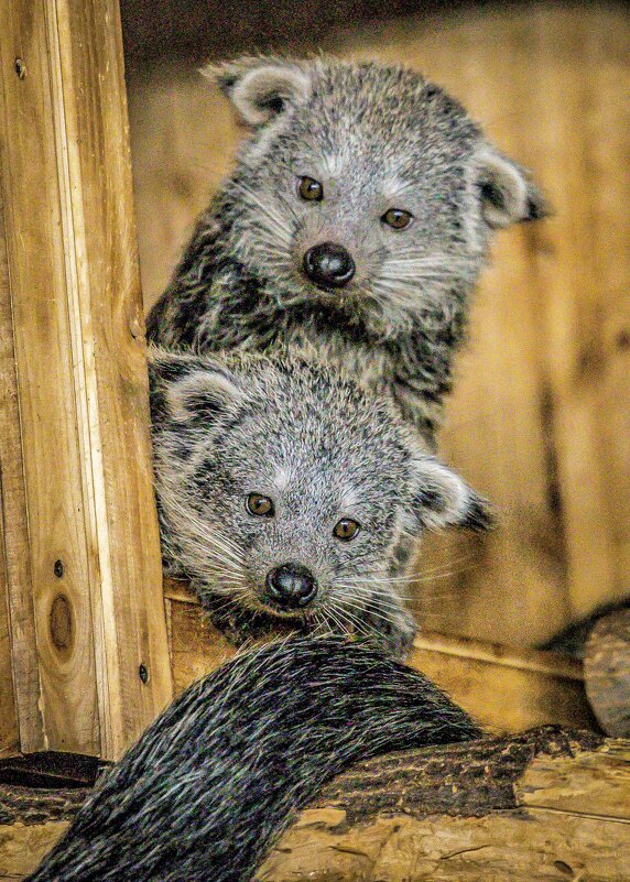 малыши бинтуронги - Аркадий Лаптенко малыши бинтуронги - Аркадий Лаптенко