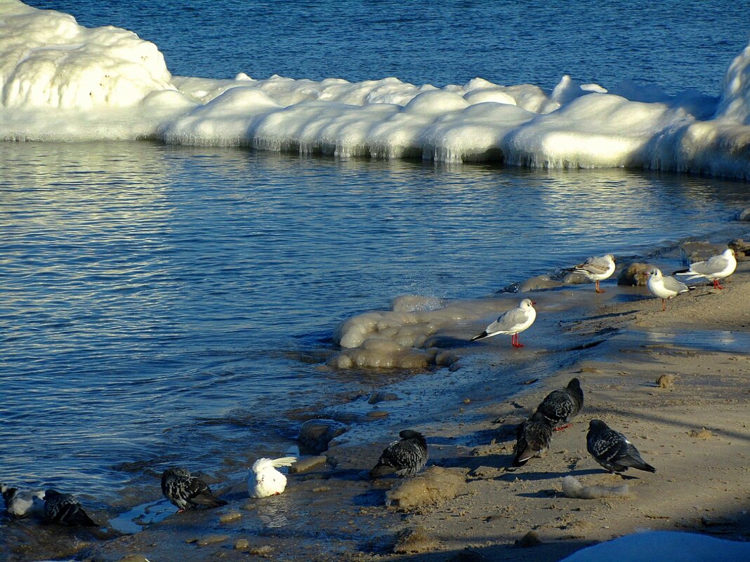 Пернатые хозяева берега моря - Сергей Карачин Пернатые хозяева берега моря - Сергей Карачин