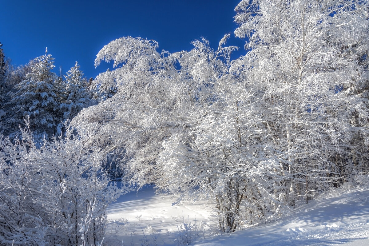 Как невесты, деревья одетые, мир затих, красотою объят... - Наталья Димова Как невесты, деревья одетые, мир затих, красотою объят... - Наталья Димова