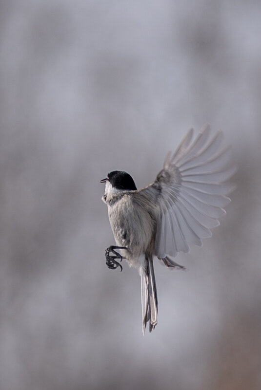 1 - Сергей Флетчер