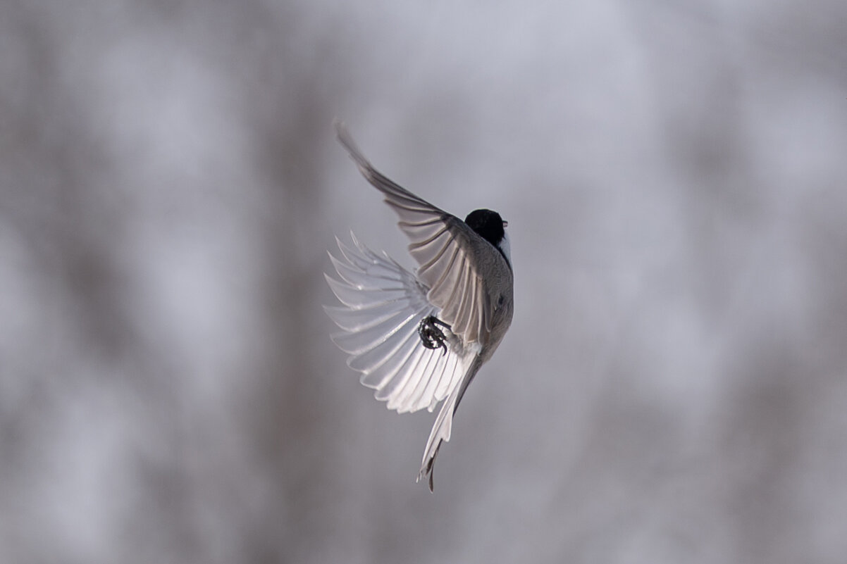 3 - Сергей Флетчер