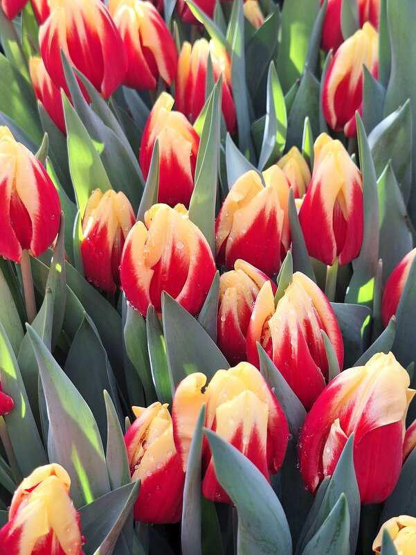 тюльпаны - Наталья 