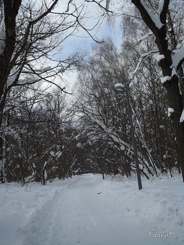 Зимний парк - Freddy 97