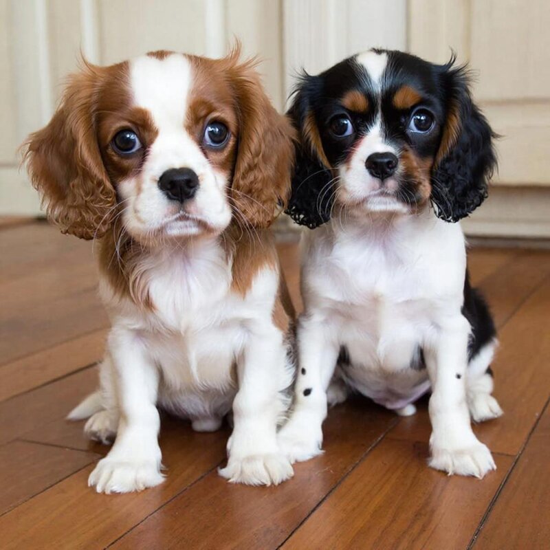 милашки - СЕРГЕЙ ФИЛОЧКИН