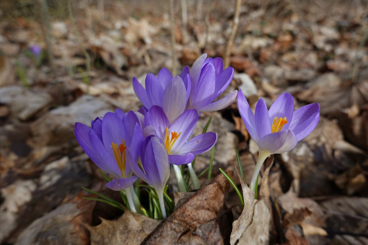 Весна уже в пути!...... - Галина 