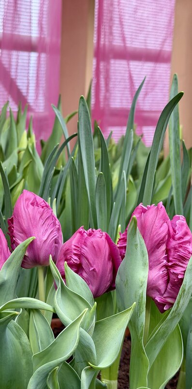 Прелестные! - Pippa 