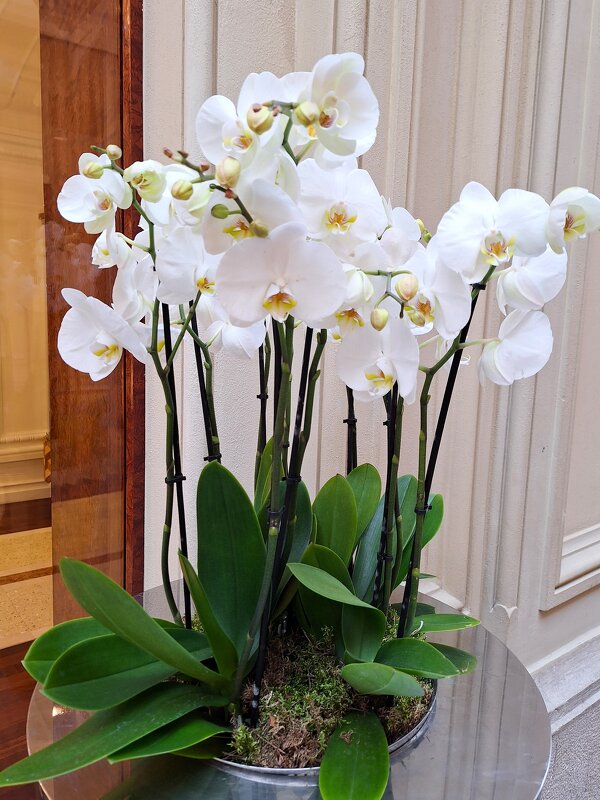 орхидеи - Наталья 