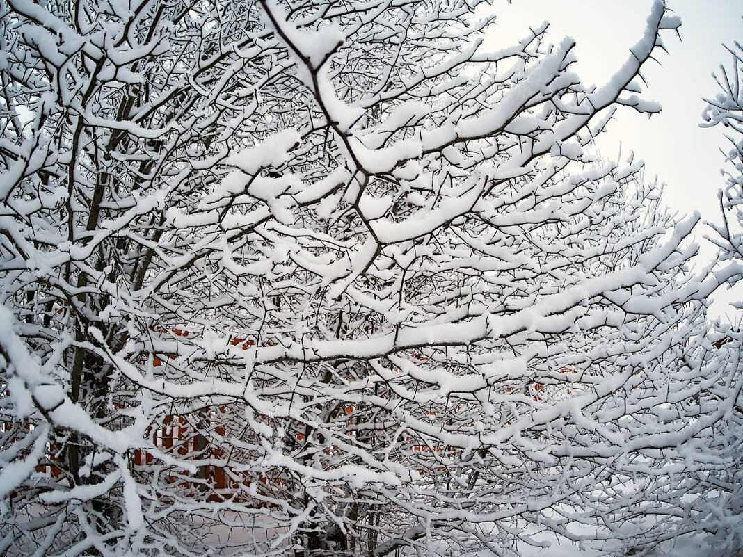 Боярышник после снегопада - Мария К.