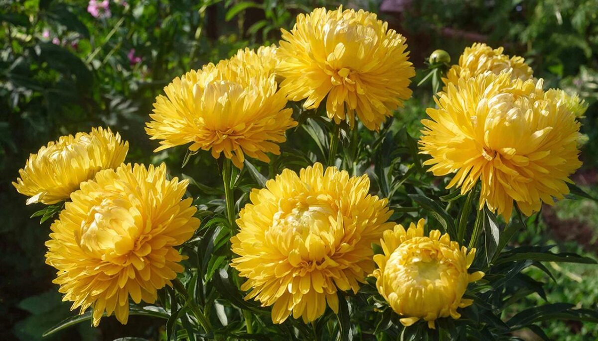 цветы - МАРИЯ ПОПОВА