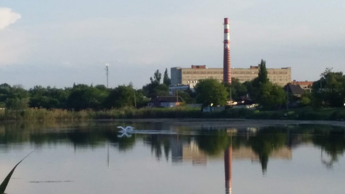 Лебеди ❤️ - Вячеслав Коломойцев Владимирович