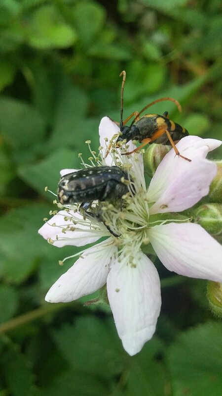 Жучки разные - Вячеслав Коломойцев Владимирович