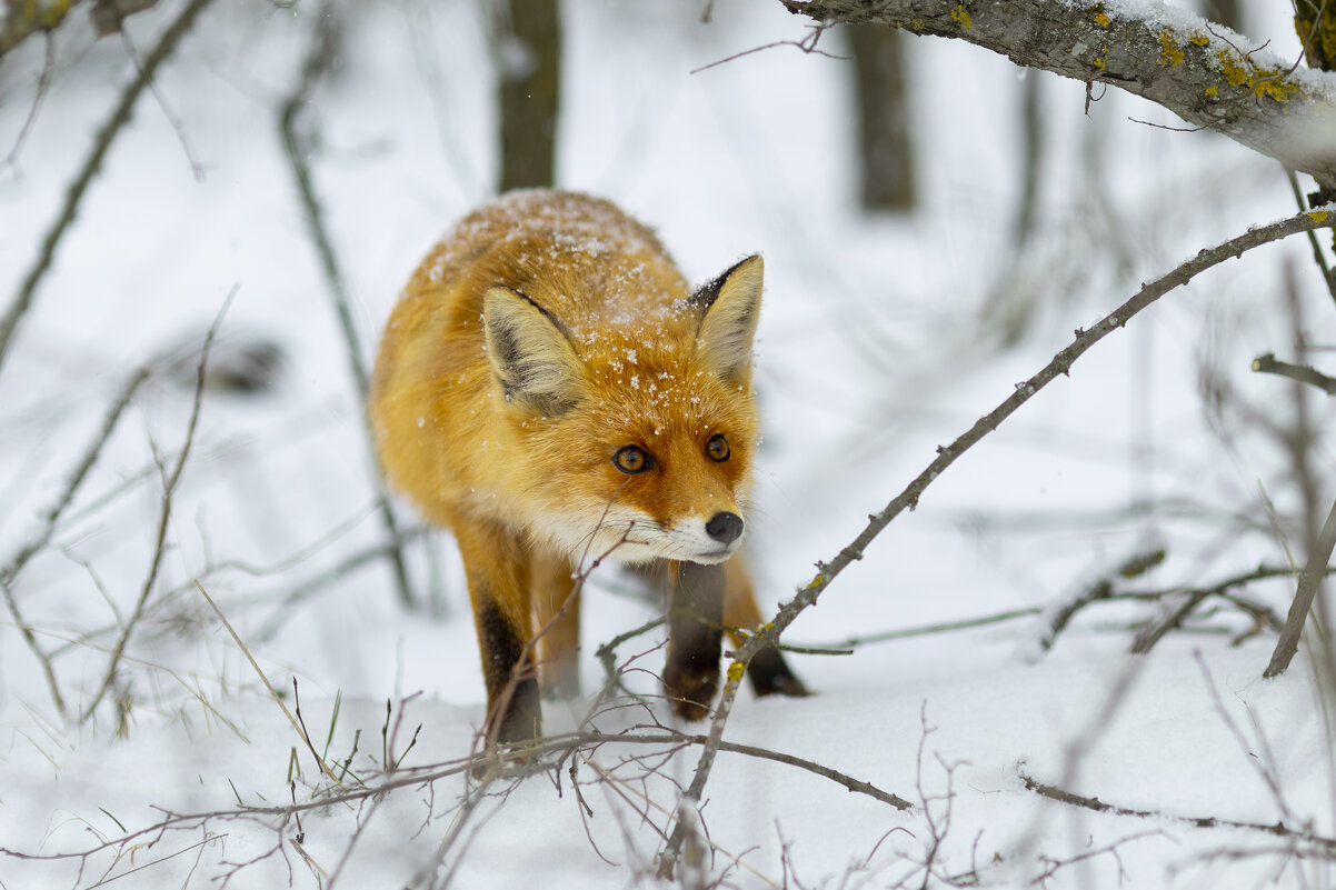 В поисках пропитания - Валерий Черняк