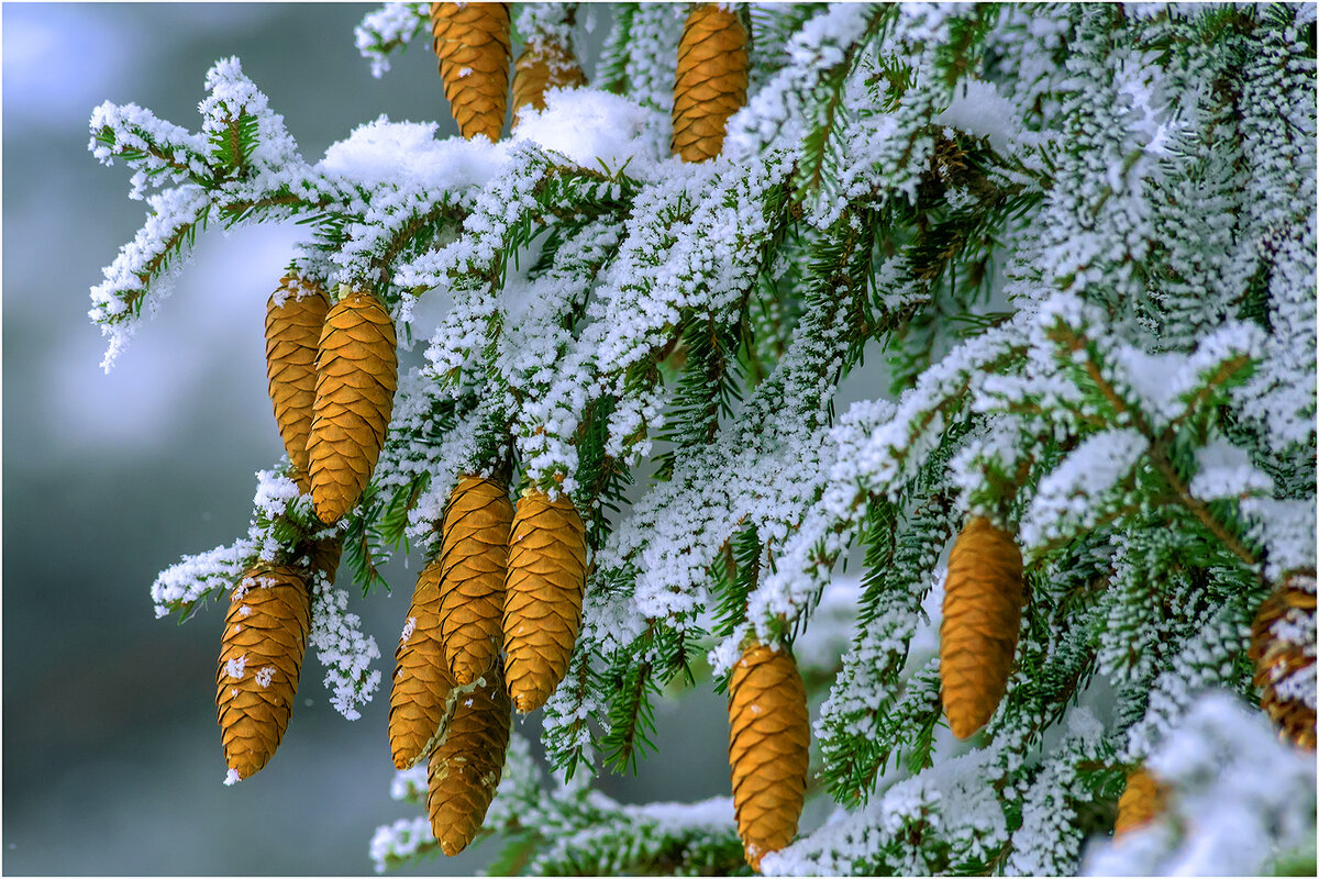 В преддверии весны - Валентин Котляров