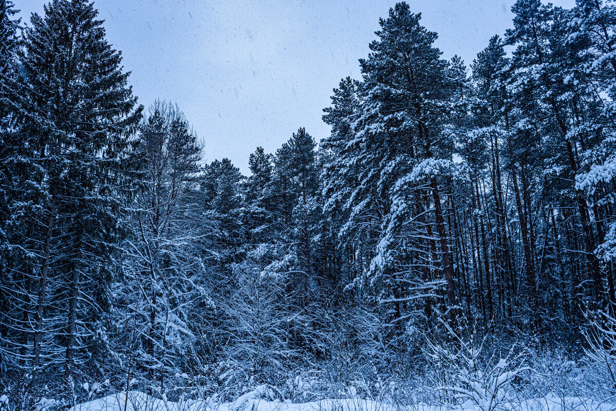 «Сказочный снег». - Екатерина Счасная