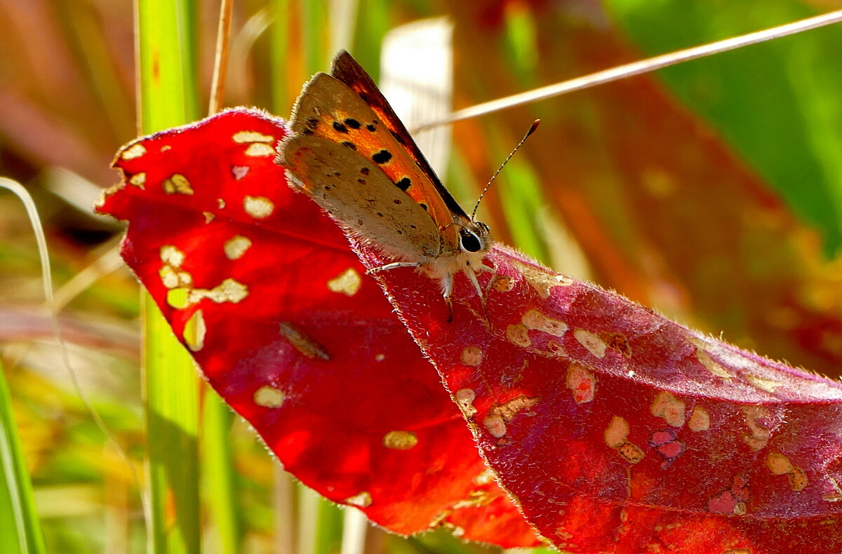 опять про бабочек...475 - Александр Прокудин