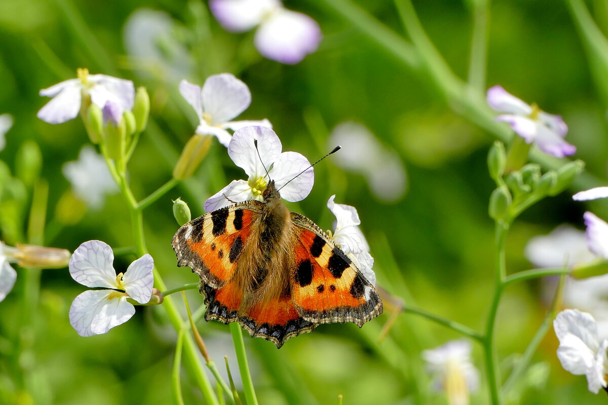 опять про бабочек...474 - Александр Прокудин