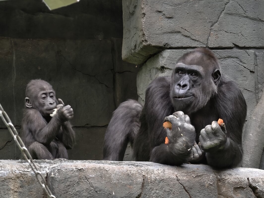 Гориллы - <<< Наташа >>>