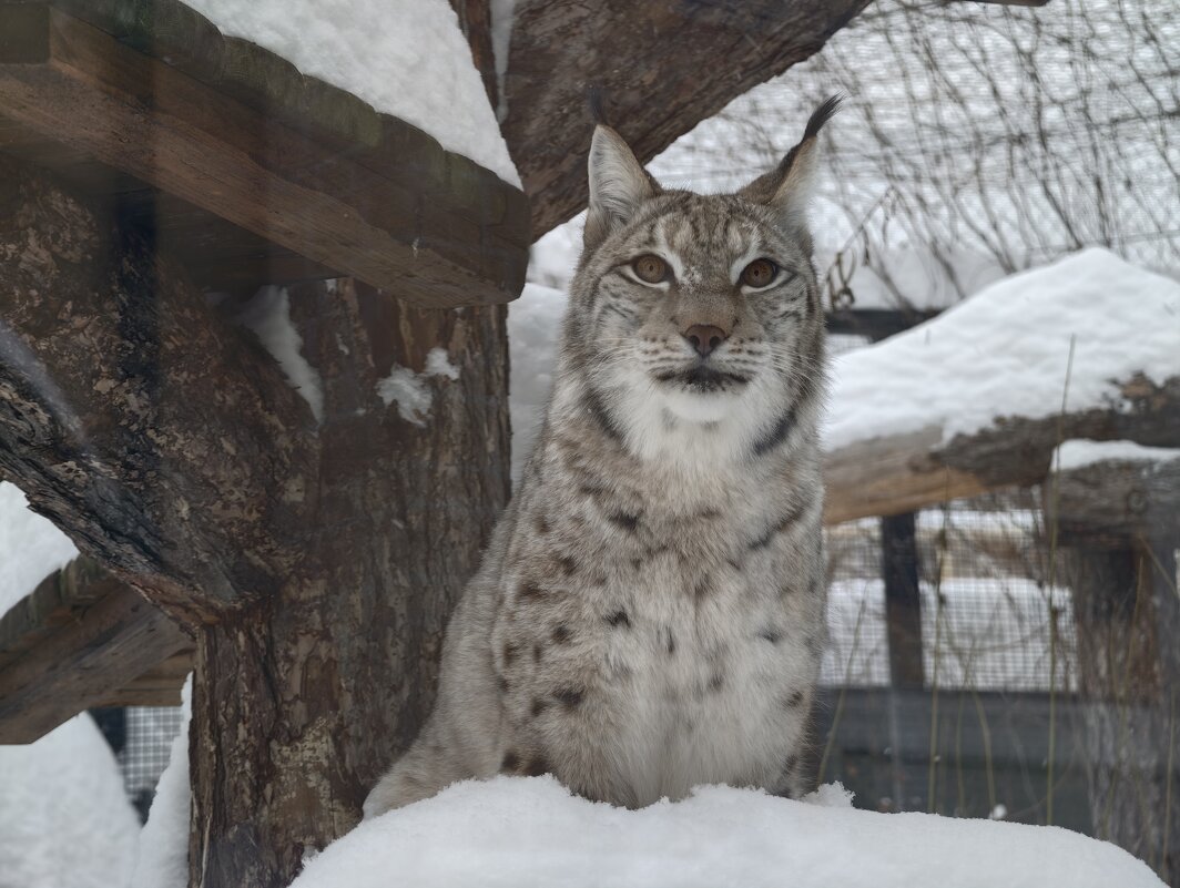 Рысь - <<< Наташа >>>