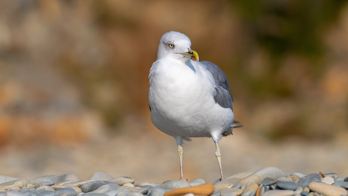 На морском берегу. Чайки - Владимир Лазарев