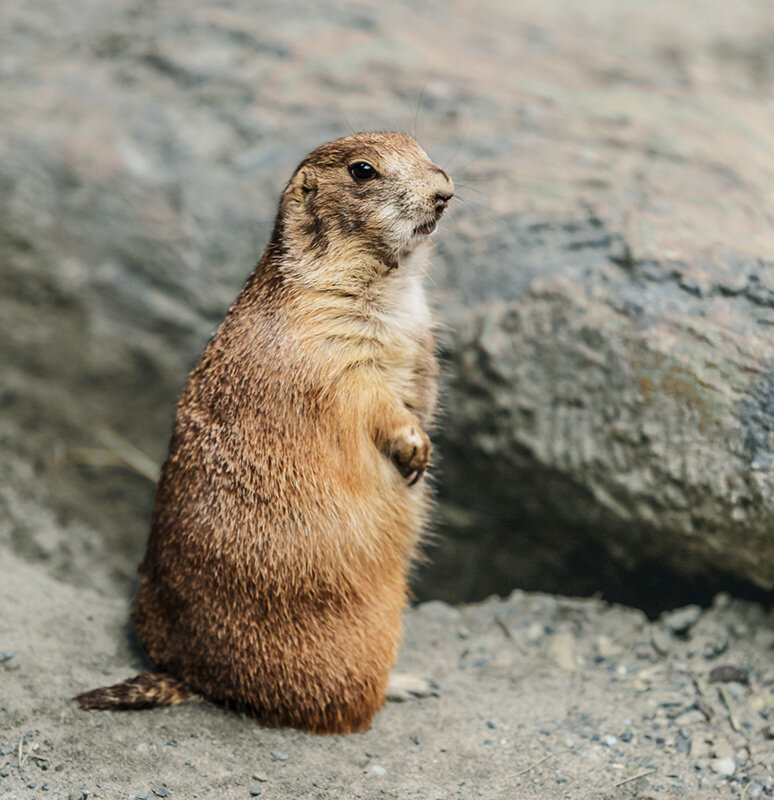 Луговая собачка - SanSan 