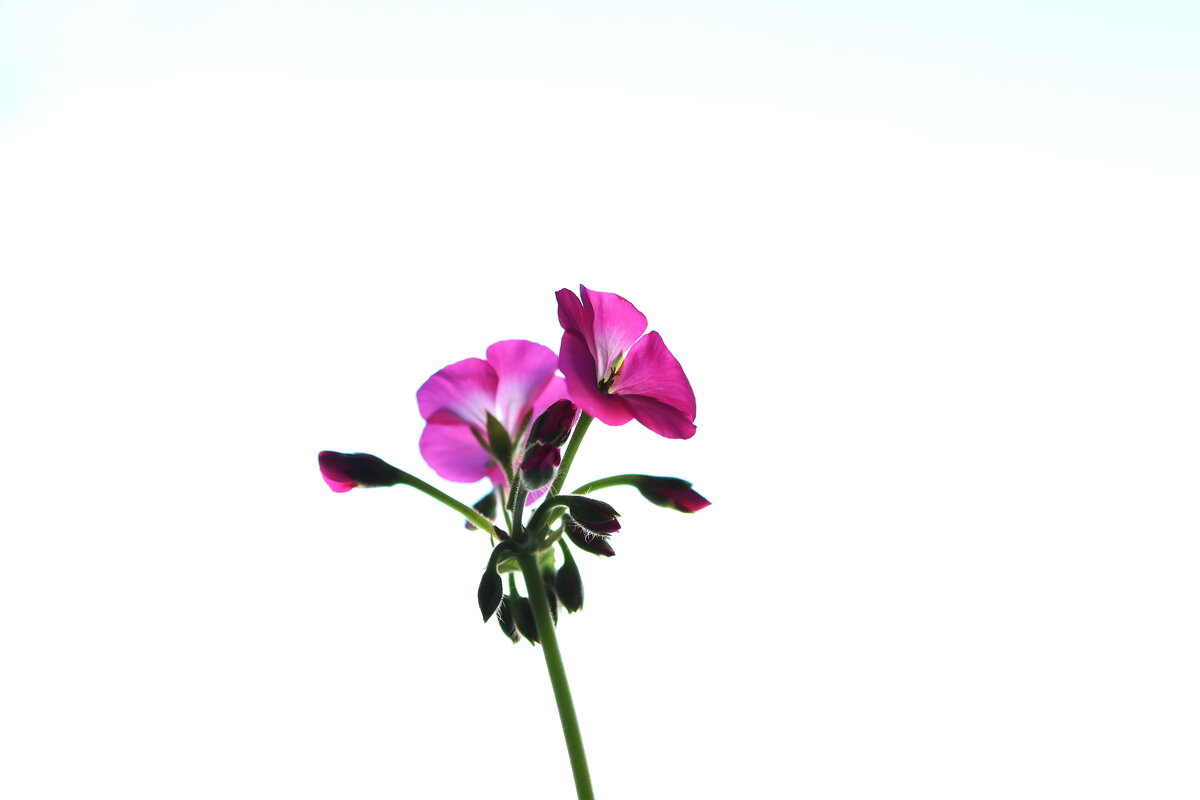 Цветы дома 2 - Александр Ш